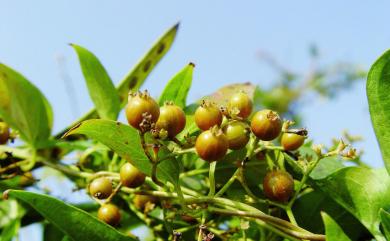 Paederia foetida L. 雞屎藤