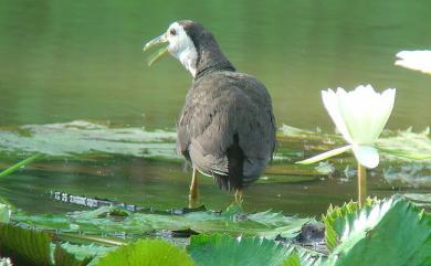 Amaurornis phoenicurus chinensis (Boddaert, 1783) 白腹秧雞