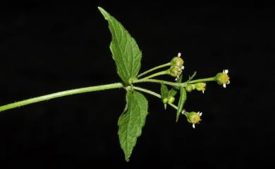 Galinsoga parviflora 小米菊