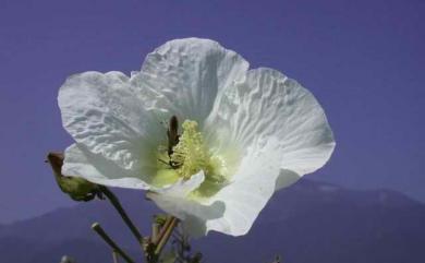 Hibiscus mutabilis L. 木芙蓉