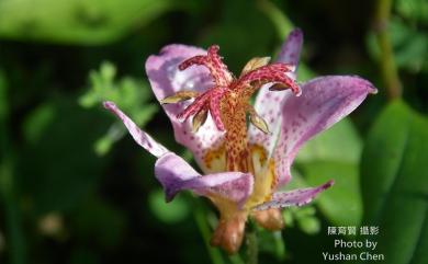 Tricyrtis formosana var. formosana 臺灣油點草