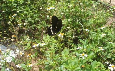 Papilio polytes polytes Linnaeus, 1758 玉帶鳳蝶