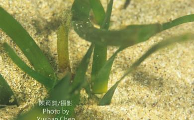 Thalassia hemprichii 泰來藻