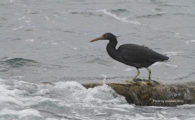 Egretta sacra sacra (J. F. Gmelin, 1789) 岩鷺