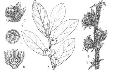 Glochidion puberum (L.) Hutch. 紅毛饅頭果
