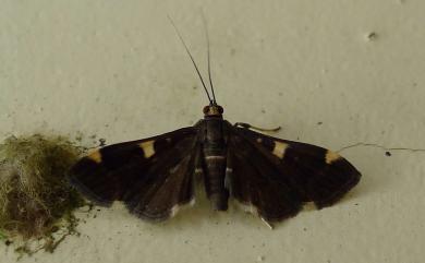 Piletocera aegimiusalis (Walker, 1859) 黃線腫角野螟