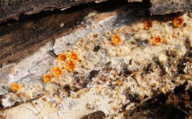 Sphaerobolus stellatus Tode. 彈球菌
