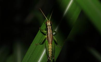 Oxya yezoensis Shiraki, 1910 小翅稻蝗