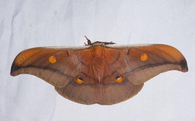 Antheraea formosana Sonan, 1937 紅目天蠶蛾