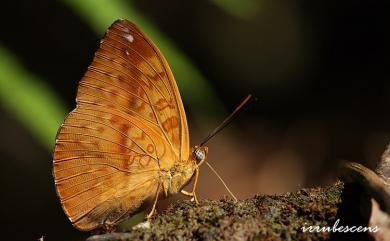 Abrota ganga formosana Fruhstorfer, 1908 瑙蛺蝶