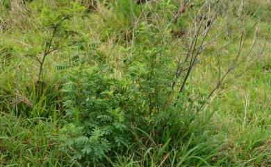 Indigofera tinctoria L. 木藍