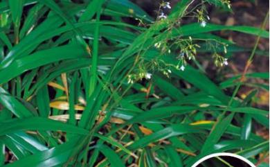 Dianella ensifolia 桔梗蘭