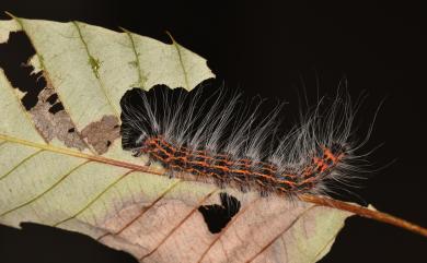 Phalera assimilis formosicola Matsumura, 1934 頂斑圓掌舟蛾