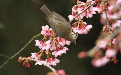 Yuhina brunneiceps Ogilvie-Grant, 1906 冠羽畫眉