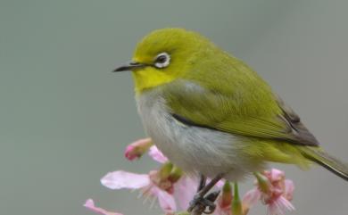 Zosterops japonicus Temminck & Schlegel, 1847 日菲繡眼