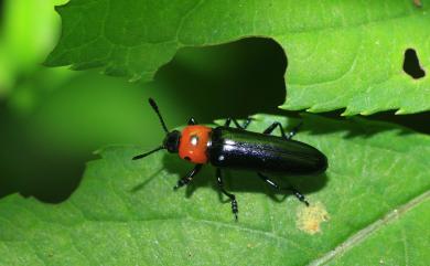 Tetraphala collaris (Crotch, 1876)