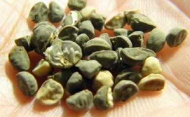 Ipomoea eriocarpa R.Br. 毛果薯