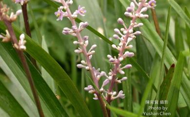 Liriope platyphylla F.T.Wang & Tang 闊葉麥門冬