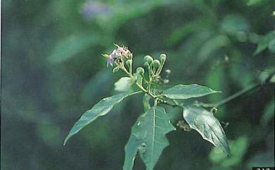 Solanum torvum 萬桃花水茄