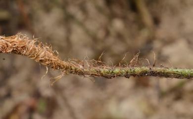 Arachniodes chinensis (Rosenst.) Ching 中華複葉耳蕨