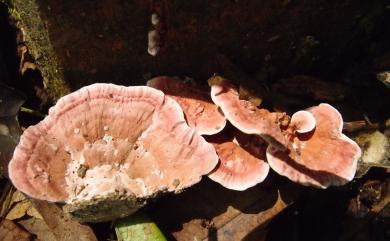 Fomitopsis feei (Fr.) Kreisel 1971 粉紅栓菌