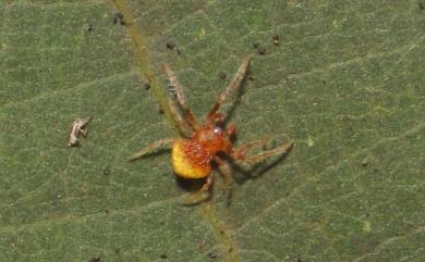 Cyrtarachne inaequalis Thorell, 1895 大鳥糞蛛