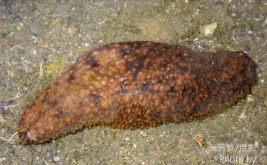 Holothuria cinerascens (Brandt, 1835) 黑刺星海參