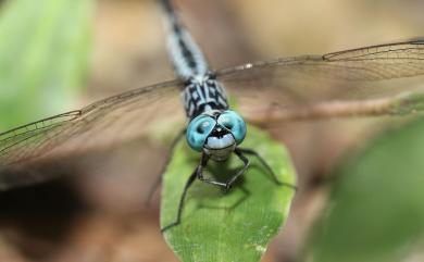 Acisoma panorpoides panorpoides Rambur, 1842 粗腰蜻蜓