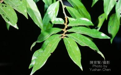 Diospyros eriantha 軟毛柿