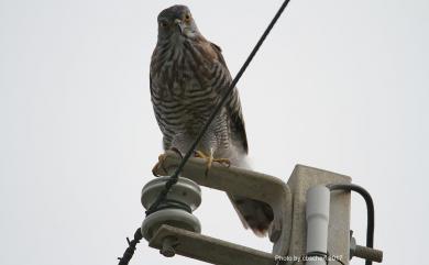 Accipiter trivirgatus formosae Mayr, 1949 鳳頭蒼鷹(台灣特有亞種)