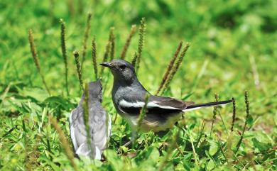 Copsychus saularis saularis (Linnaeus, 1758) 鵲鴝(大陸亞種)