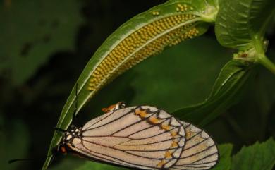 Acraea issoria formosana (Fruhstorfer, 1912) 苧麻珍蝶