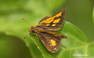 Ampittia dioscorides etura (Mabille, 1891) 小黃星弄蝶