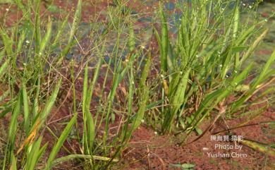 Alisma canaliculatum A.Braun & C.D.Bouché 澤瀉