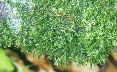 Porella acutifolia subsp. acutifolia