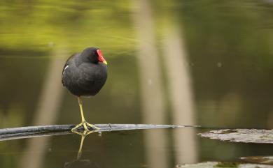 Gallinula chloropus chloropus (Linnaeus, 1758) 紅冠水雞