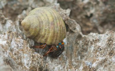 Calcinus laevimanus (Randall, 1840) 光掌硬殼寄居蟹