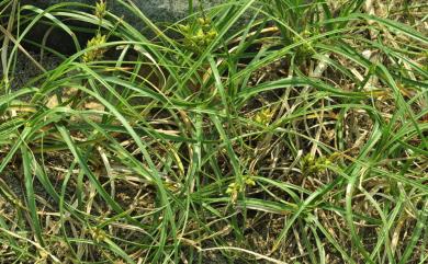 Carex pumila Thunb. 小海米