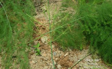 Asparagus officinalis 蘆筍