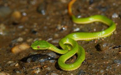 Trimeresurus stejnegeri Schmidt, 1925 赤尾青竹絲