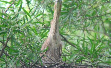 Gorsachius melanolophus (Raffles, 1822) 黑冠麻鷺