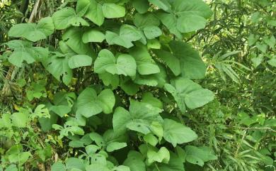 Mucuna pruriens var. utilis (Wall. ex Wight) Baker ex Burck 虎爪豆