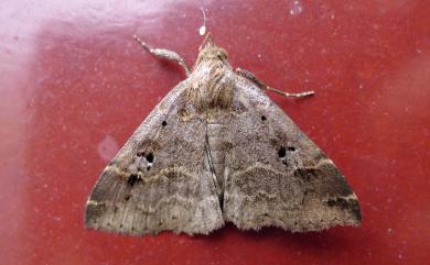 Bertula hadenalis persimilis (Wileman, 1915) 粉紫暈擬胸鬚裳蛾