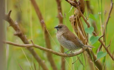 Lonchura punctulata topela 斑文鳥