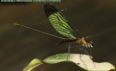 Neurobasis chinensis chinensis (Linnaeus, 1758) 綠翅珈蟌