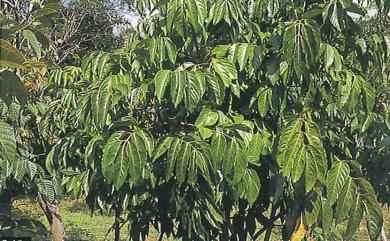 Leea philippinensis 菲律賓火筒樹