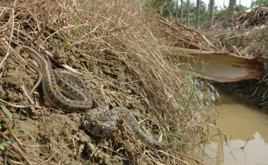 Amphiesma stolatum Linnaeus, 1758 花浪蛇