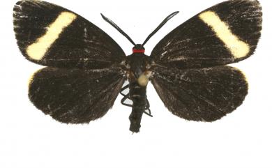 Arbudas leno (Swinhoe, 1900) 黃角紅頸斑蛾
