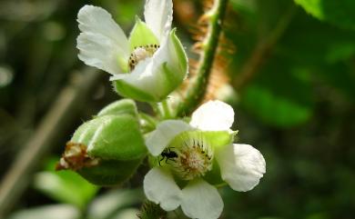 Rubus wallichianus Wight & Arn. 鬼懸鉤子