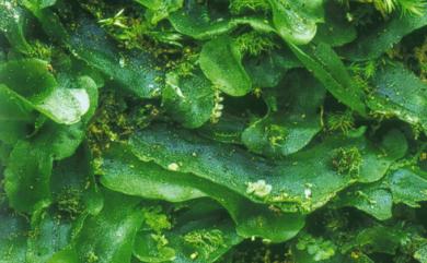Pallavicinia subciliata 纖毛帶葉蘚